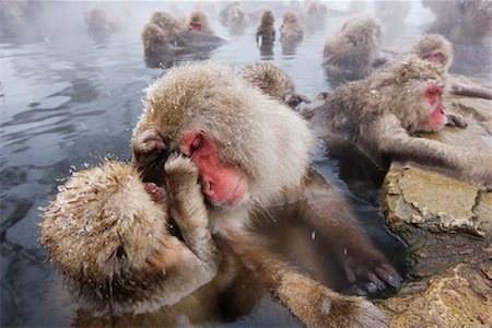 Japanese Macaques Grooming in Jigokudani Onsen, Nagano, Japan Stock Photo - Premium Royalty-Free, Code: 600-02056313