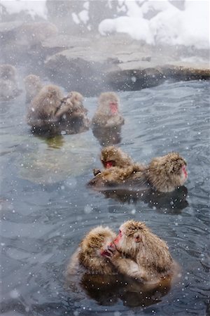 spring (body of water) - Japanese Macaques in Jigokudani Onsen, Nagano, Japan Stock Photo - Premium Royalty-Free, Code: 600-02056322