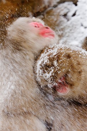 Japanese Macaques in Snow, Jigokudani Onsen, Nagano, Japan Stock Photo - Premium Royalty-Free, Code: 600-02056337