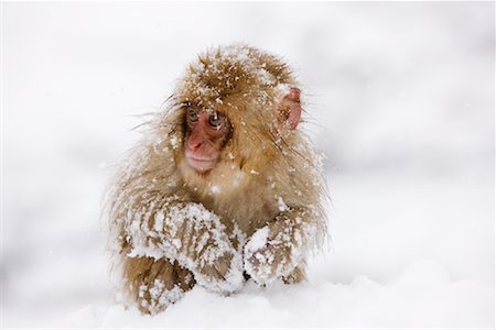 Japanese Macaque Foraging for Food, Jigokudani Onsen, Nagano, Japan Stock Photo - Premium Royalty-Free, Code: 600-02056338