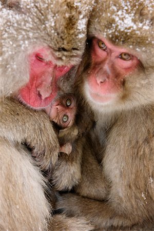 Japanese Macaques Huddled Together, Jigokudani Onsen, Nagano, Japan Stock Photo - Premium Royalty-Free, Code: 600-02056332