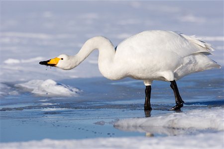 shiretoko peninsula - Whooper Swan, Shiretoko Peninsula, Hokkaido, Japan Stock Photo - Premium Royalty-Free, Code: 600-02056364