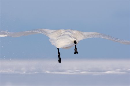 Whooper Swan in Flight, Shiretoko Peninsula, Hokkaido, Japan Stock Photo - Premium Royalty-Free, Code: 600-02056370