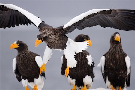 shiretoko peninsula - Steller's Sea Eagles, Nemuro Channel, Shiretoko Peninsula, Hokkaido, Japan Stock Photo - Premium Royalty-Free, Code: 600-02056406