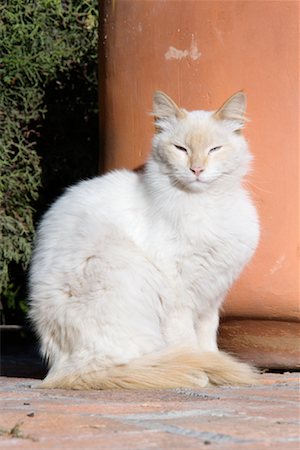 Portrait of Cat, San Miguel de Allende, Guanajuato, Mexico Stock Photo - Premium Royalty-Free, Code: 600-02056721