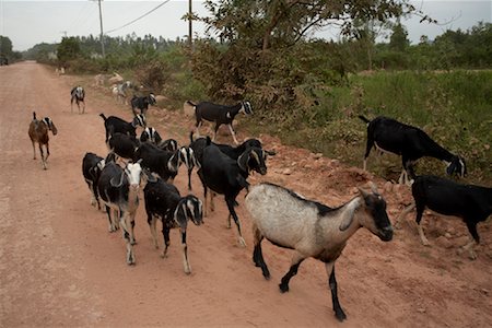 Goats, Phu Quoc, Vietnam Stock Photo - Premium Royalty-Free, Code: 600-02063561