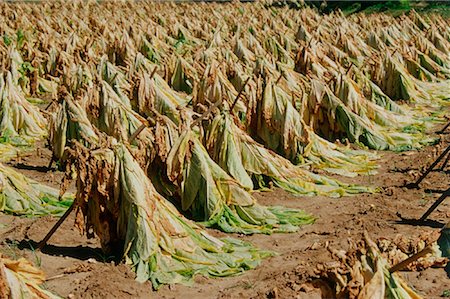 Tobacco Drying in Field, Tennessee, USA Foto de stock - Sin royalties Premium, Código: 600-02063755