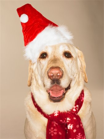 Portrait of Labrador Retriever Wearing Santa Hat and Scarf Stock Photo - Premium Royalty-Free, Code: 600-02076360