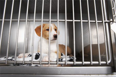 simsearch:700-00198258,k - Puppy in Cage Stock Photo - Premium Royalty-Free, Code: 600-02071420