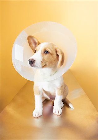 simsearch:700-00198258,k - Puppy with Protective Cone Collar at Veterinarian's Office Stock Photo - Premium Royalty-Free, Code: 600-02071452