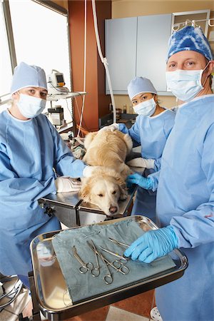 simsearch:859-06405000,k - Veterinarians Working on Dog Stock Photo - Premium Royalty-Free, Code: 600-02071477