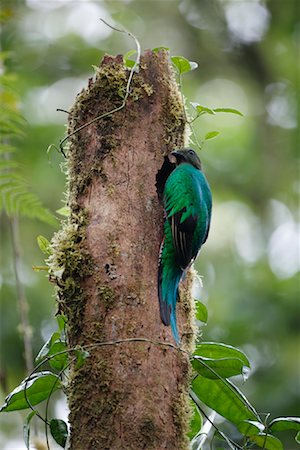 Female Resplendent Quetzal in Cloud Forest, Santa Elena, Costa Rica Stock Photo - Premium Royalty-Free, Code: 600-02080239