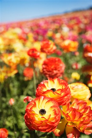 Ranunculus Flower Fields, Carlsbad, San Diego, California Stock Photo - Premium Royalty-Free, Code: 600-02080737