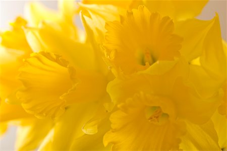 daffodil flower - Gros plan de jonquilles Photographie de stock - Premium Libres de Droits, Code: 600-02080772