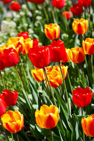 Tulips, Toronto, Ontario, Canada Stock Photo - Premium Royalty-Free, Code: 600-02125455