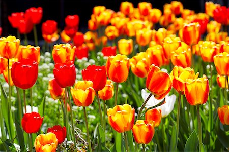 Tulips, Toronto, Ontario, Canada Stock Photo - Premium Royalty-Free, Code: 600-02125457