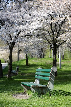 Trees Blossoming in Spring, Toronto, Ontario, Canada Stock Photo - Premium Royalty-Free, Code: 600-02125463