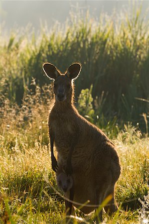 parks of australian animals - Eastern Grey Kangaroo, Geehi, Kosciuszko National Park, New South Wales, Australia Stock Photo - Premium Royalty-Free, Code: 600-02128924