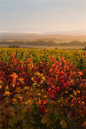 Vineyard, Yarra Valley, Victoria, Australia Stock Photo - Premium Royalty-Free, Code: 600-02128996