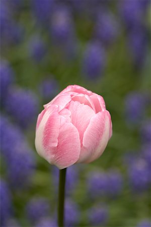 Pink Tulip, Ottawa, Ontario, Canada Stock Photo - Premium Royalty-Free, Code: 600-02130211