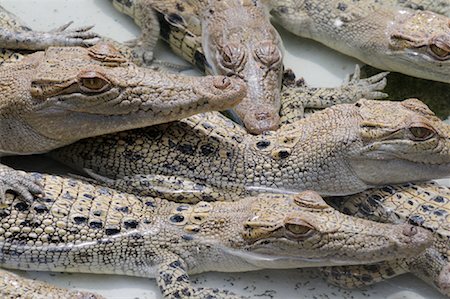 Young Crocodiles, Northern Territory, Australia Stock Photo - Premium Royalty-Free, Code: 600-02176557