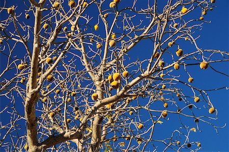 Boab Tree with Fruit, Kimberley, Western Australia, Australia Stock Photo - Premium Royalty-Free, Code: 600-02176576