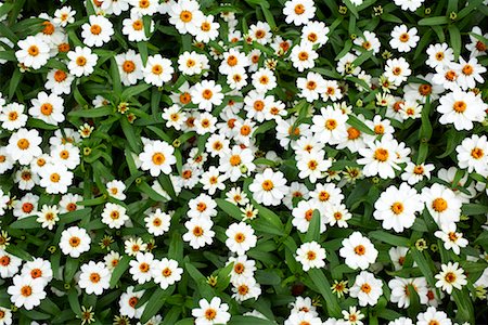 fresh air background - Close-up of Flowers, Royal Botanical Gardens, Ontario, Canada Stock Photo - Premium Royalty-Free, Code: 600-02199858