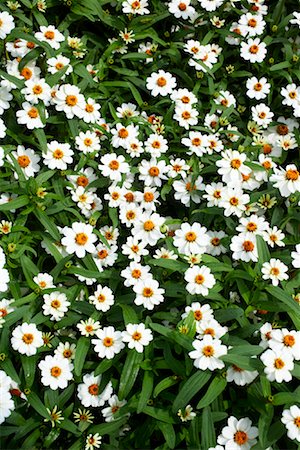 fresh air background - Close-up of Flowers, Royal Botanical Gardens, Ontario, Canada Stock Photo - Premium Royalty-Free, Code: 600-02199859