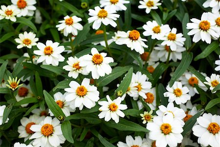 fresh air background - Close-up of Flowers, Royal Botanical Gardens, Ontario, Canada Stock Photo - Premium Royalty-Free, Code: 600-02199860