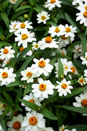 fresh air background - Close-up of Flowers, Royal Botanical Gardens, Ontario, Canada Stock Photo - Premium Royalty-Free, Code: 600-02199861