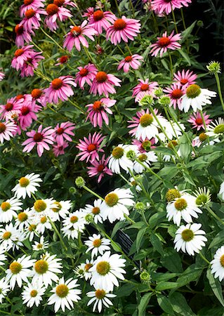 fresh air background - Close-up of Flowers, Royal Botanical Gardens, Ontario, Canada Stock Photo - Premium Royalty-Free, Code: 600-02199871