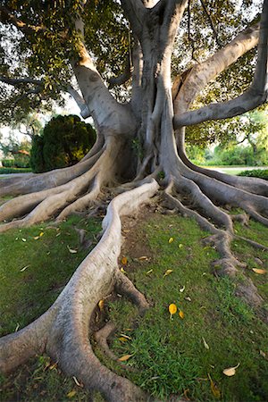 Fig Tree, Long Beach,, California, USA Foto de stock - Sin royalties Premium, Código: 600-02200312