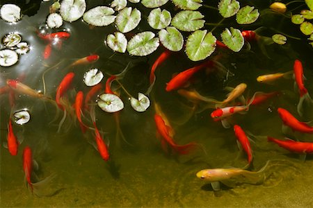 Goldfish in Pond, Cape Town, South Africa Stock Photo - Premium Royalty-Free, Code: 600-02200556