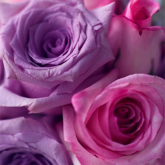 Bouquet of Purple Roses