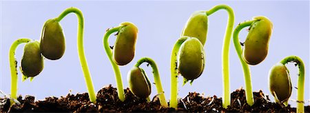 Row of Sprouting Bean Plants Stock Photo - Premium Royalty-Free, Code: 600-02217146