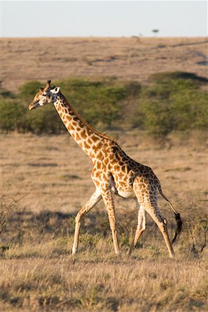 Masai Giraffe in Masai Mara National Park, Kenya Stock Photo - Premium Royalty-Free, Code: 600-02217390
