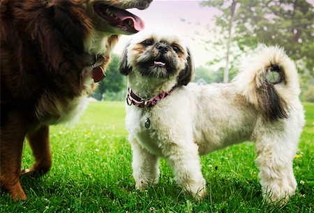 Portrait of Dogs Stock Photo - Premium Royalty-Free, Code: 600-02232126