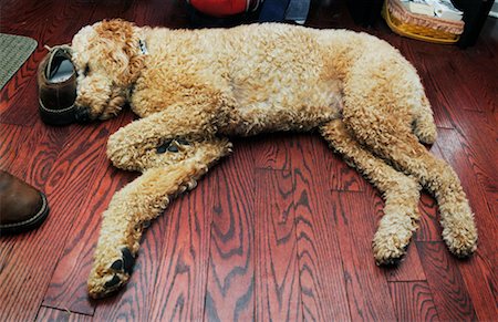 simsearch:600-01695284,k - Standard Poodle Sleeping on Floor Stock Photo - Premium Royalty-Free, Code: 600-02245602