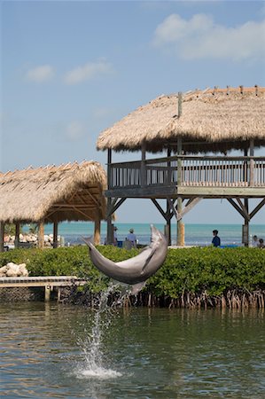 dolphins jumping - Marathon Dolphin Sanctuary, Marathon, Monroe County, Florida Keys, Florida, USA Stock Photo - Premium Royalty-Free, Code: 600-02265094