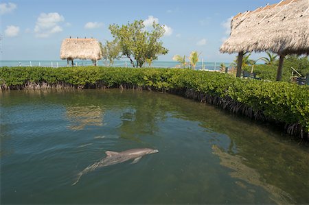 Marathon Dolphin Sanctuary, Marathon, Monroe County, Florida Keys, Florida, USA Stock Photo - Premium Royalty-Free, Code: 600-02265093