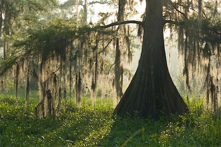 Lake Martin, Lafayette, Louisiana, USA Stock Photo - Premium Royalty-Free, Code: 600-02265137