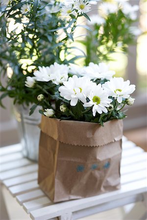 daisy flower - Daisies in a Paper Bag Stock Photo - Premium Royalty-Free, Code: 600-02312337