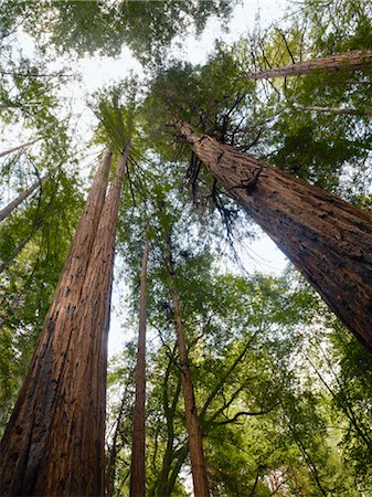 simsearch:841-07201608,k - Portrait of Girl and Boy in Front Muir Woods National Monument, California, USA Stock Photo - Premium Royalty-Free, Code: 600-02348001