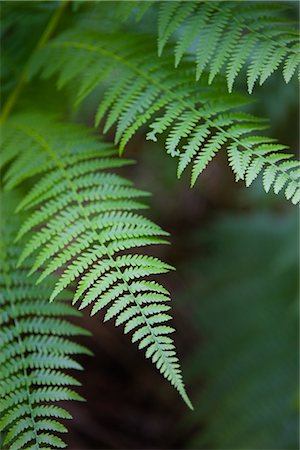 fresh air background - Close-up of Fern Stock Photo - Premium Royalty-Free, Code: 600-02376684