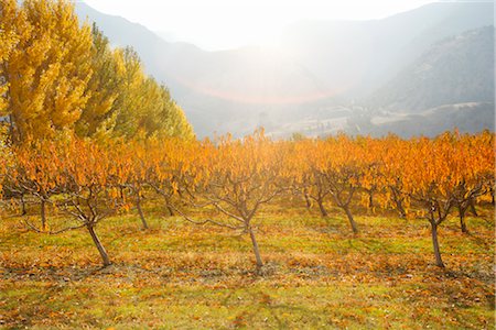 Fall Trees and Orchard near Princeton, British Columbia, Canada Foto de stock - Sin royalties Premium, Código: 600-02376763