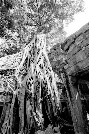 Overgrown Tree Roots, Angkor Wat, Siem Reap, Cambodia Stock Photo - Premium Royalty-Free, Code: 600-02376886