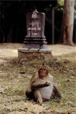 Monkey Eating, Angkor Wat, Cambodia Stock Photo - Premium Royalty-Free, Code: 600-02376895