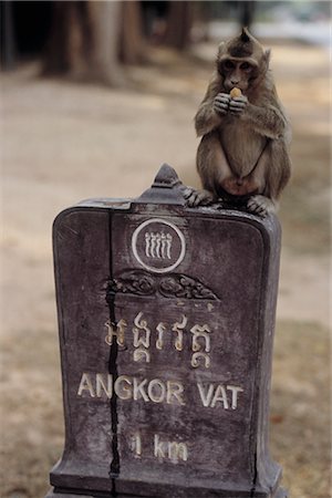 simsearch:700-00547107,k - Monkey on Sign, Angkor Wat, Cambodia Stock Photo - Premium Royalty-Free, Code: 600-02376893