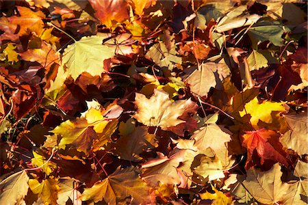 peter reali - Pile of Autumn Leaves Stock Photo - Premium Royalty-Free, Code: 600-02377101