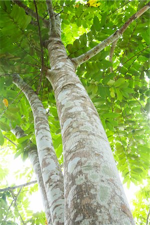 Tree in Rainforest, Belize Stock Photo - Premium Royalty-Free, Code: 600-02377163